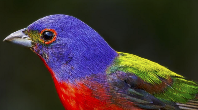 Why are Painted Buntings so colorful?